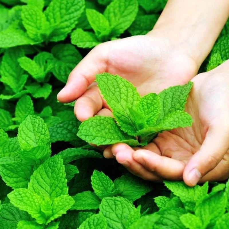 3 Mixed Mint Live Plants - Fast Growing Culinary Herb, Indoor/Outdoor, Zones 3-11 - Image 9