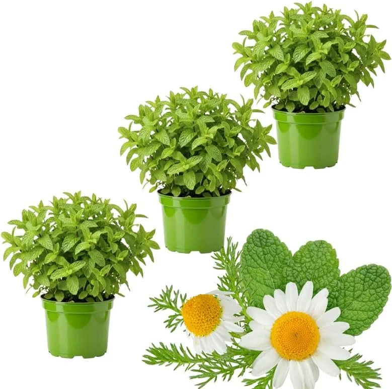 3 Mixed Mint Live Plants - Fast Growing Culinary Herb, Indoor/Outdoor, Zones 3-11 - Image 1