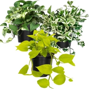 3 Mixed Pothos Live Plants - 4 Inch Pot, 3-6