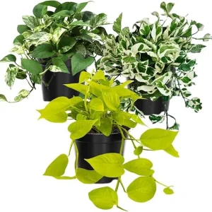 3 Mixed Pothos Live Plants - 4 Inch Pot, 3-6