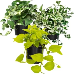 3 Mixed Pothos Live Plants - 4 Inch Pot, 3-6