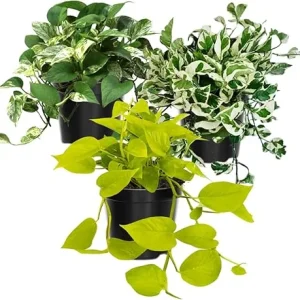 3 Mixed Pothos Live Plants - 4 Inch Pot, 3-6