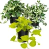 3 Mixed Pothos Live Plants - 4 Inch Pot, 3-6" Tall Assorted Indoor Outdoor Vine Houseplant - Image 1