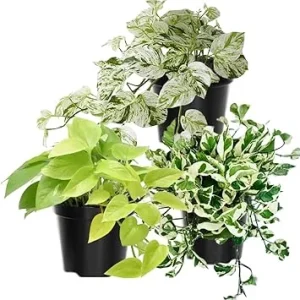 3 Mixed Pothos Live Plants - 4