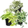 3 Mixed Pothos Live Plants - 4" Pot, 3-6" Tall, Assorted Houseplants Indoor - Image 1