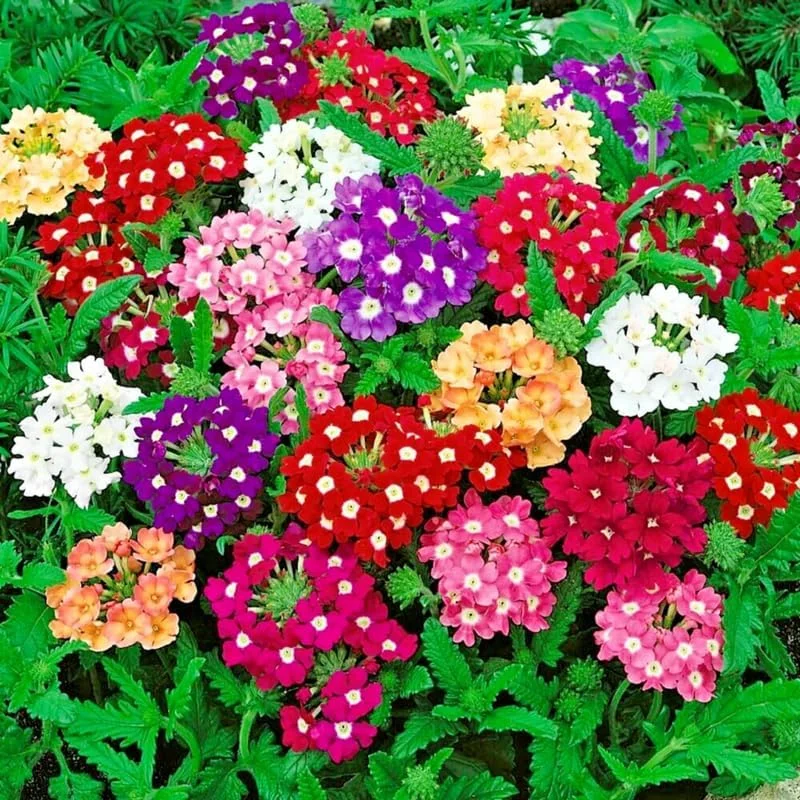3 Mixed Verbena Live Plants – Hardy Perennial Flowers, 4-8 Inches Tall, Outdoor - Image 2