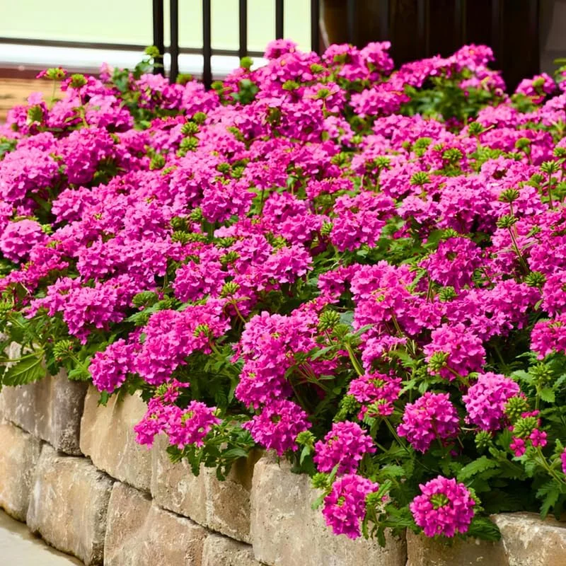 3 Mixed Verbena Live Plants – Hardy Perennial Flowers, 4-8 Inches Tall, Outdoor - Image 3