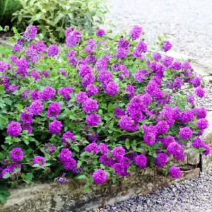 3 Mixed Verbena Live Plants, Hardy Perennial Flower, 4-8 Inches Tall Outdoor - Image 1