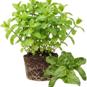 3 Mojito Mint Live Plants – Fragrant Culinary Herb – Cold Hardy – 4-7 inches tall - Image 4