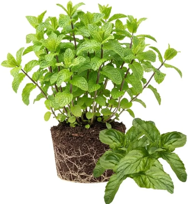 3 Mojito Mint Live Plants – Fragrant Culinary Herb – Cold Hardy – 4-7 inches tall - Image 4