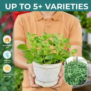 3 Mojito Mint Live Plants – Fragrant Culinary Herb – Cold Hardy – 4-7 inches tall - Image 5