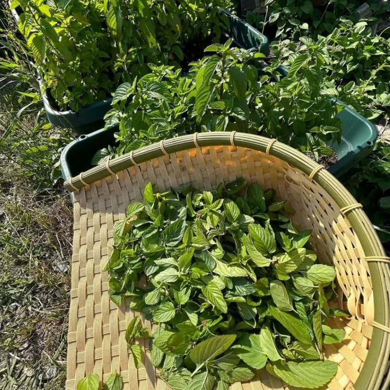 3 Mojito Mint Live Plants – Fragrant Culinary Herb – Cold Hardy – 4-7 inches tall - Image 7