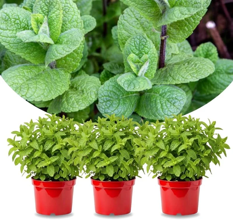 3 Mojito Mint Live Plants – Fragrant Culinary Herb – Cold Hardy – 4-7 inches tall - Image 1