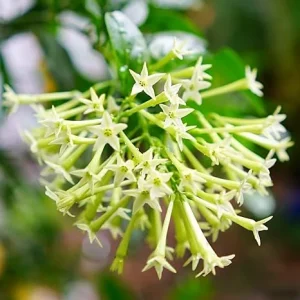 3 Night Blooming Jasmine Live Plants, 4-8'' Tall Starter, Fragrant White Flowers, Outdoor - Image 1
