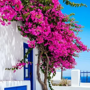 3 Orange Bougainvillea Live Plants – 4-8” Tall Tropical Climbing Vines - Image 10