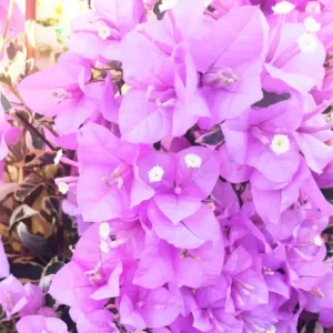 3 Orange Bougainvillea Live Plants – 4-8” Tall Tropical Climbing Vines - Image 1