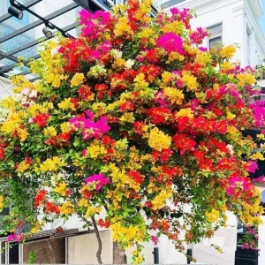 3 Orange Bougainvillea Live Plants – 4-8” Tall Tropical Climbing Vines - Image 9
