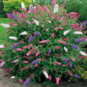 3 Pack Butterfly Bush Live Plants, 3-6 Inch Tall, Assorted Perennial Shrubs for Outdoor Garden - Image 7