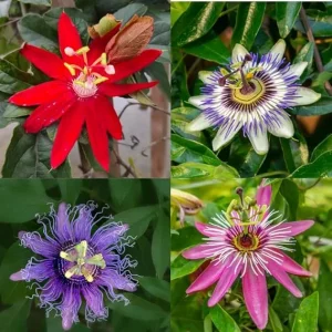 3 Pack Mixed Passion Flower Live Plants, 3-6 Inch Assorted Passiflora Vine - Image 4