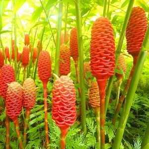 3 Pcs Shampoo Ginger Rhizomes - Live Awapuhi Roots for Planting, Zingiber Zerumbet - Image 6