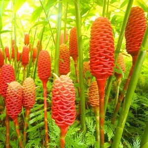 3 Pcs Shampoo Ginger Rhizomes - Live Awapuhi Roots for Planting, Zingiber Zerumbet - Image 7