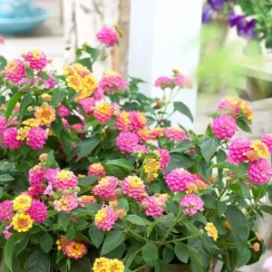 3 Pink Lantana Live Plants - Colorful Perennial Flower Garden, 4-7 inches - Image 2