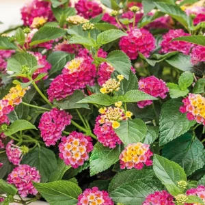 3 Pink Lantana Live Plants - Colorful Perennial Flower Garden, 4-7 inches - Image 3
