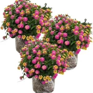 3 Pink Lantana Live Plants - Colorful Perennial Flower Garden, 4-7 inches - Image 1