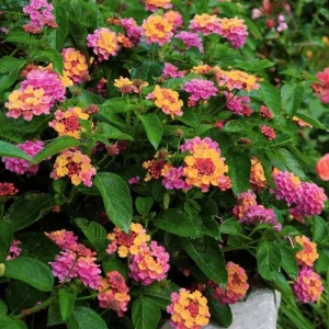 3 Pink Lantana Live Plants - Colorful Perennial Flower Garden, 4-7 inches - Image 4