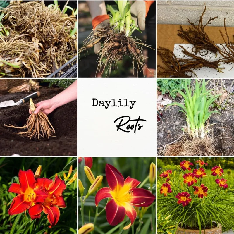 3 Red Daylily Bulbs - Reblooming Perennial Flowers for Outdoor Planting - Image 3