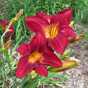 3 Red Daylily Bulbs - Reblooming Perennial Flowers for Outdoor Planting - Image 7