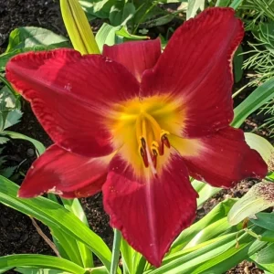 3 Red Daylily Bulbs - Reblooming Perennial Flowers for Outdoor Planting - Image 8