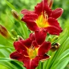 3 Red Daylily Bulbs - Reblooming Perennial Flowers for Outdoor Planting - Image 1