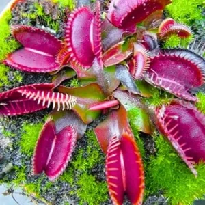 3 Red Venus Flytrap Live Plants - Carnivorous Starter Plants - Image 5