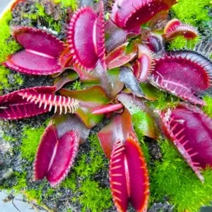 3 Red Venus Flytrap Live Plants - Carnivorous Starter Plants - Image 6