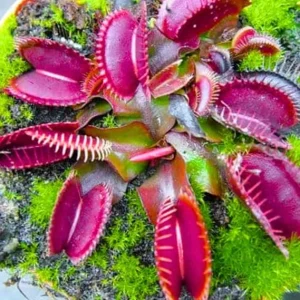 3 Red Venus Flytrap Live Plants - Carnivorous Starter Plants - Image 1