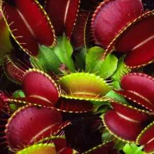3 Red Venus Flytrap Live Plants – Starter Carnivorous Plants – Dionaea Muscipula - Image 6