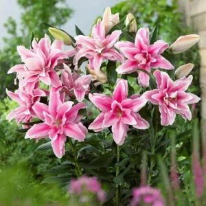 3 Roselily Bulbs for Planting - Double Perennial Lily Flowers - Image 2