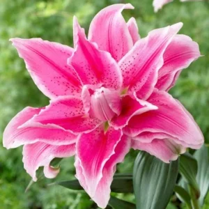 3 Roselily Bulbs for Planting - Double Perennial Lily Flowers - Image 3