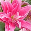 3 Roselily Bulbs for Planting - Double Perennial Lily Flowers - Image 1