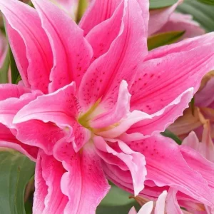 3 Roselily Bulbs for Planting - Double Perennial Lily Flowers - Image 1
