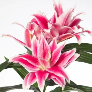 3 Roselily Bulbs for Planting - Double Perennial Lily Flowers - Image 4