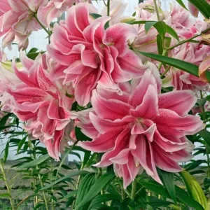 3 Roselily Bulbs for Planting - Double Perennial Lily Flowers - Image 7