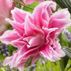 3 Roselily Bulbs for Planting - Double Perennial Lily Flowers - Image 8
