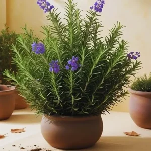 3 Rosemary Live Plants, 3-6 Inch Tall, Herb, Indoor & Outdoor - Image 7