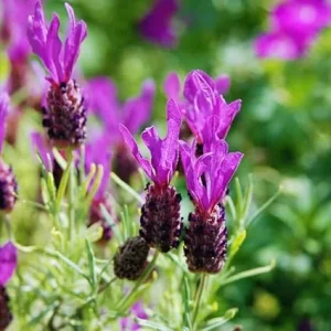 3 Spanish Lavender Live Plants – Fragrant Herb – 4 to 6 Inches Tall - Image 5