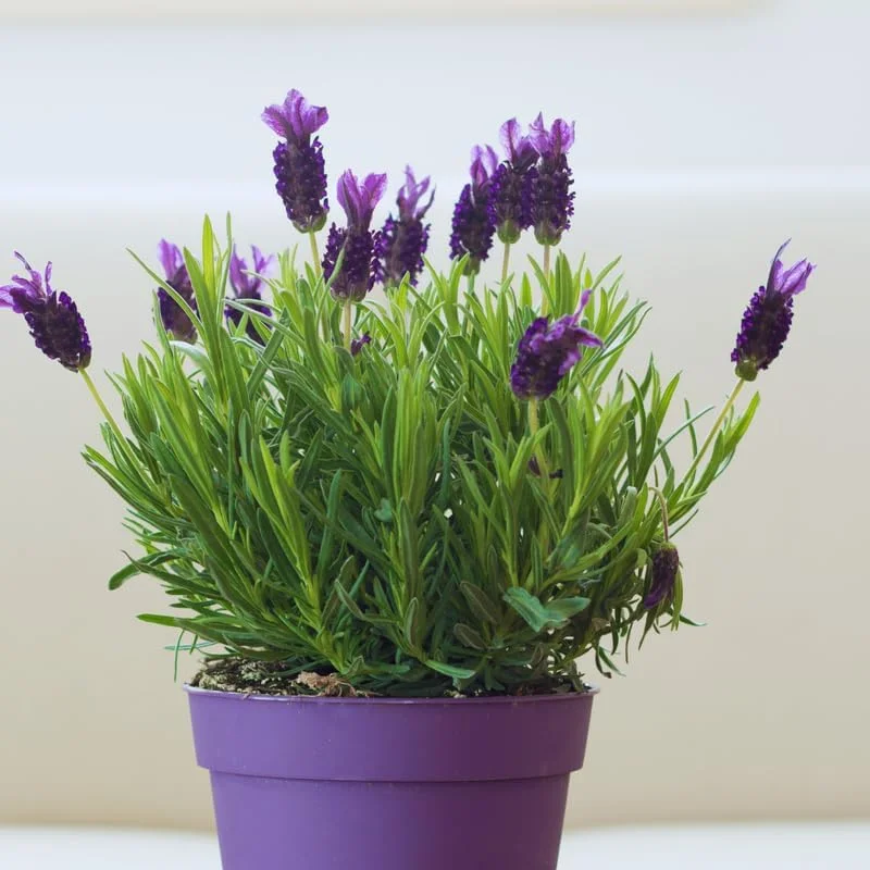 3 Spanish Lavender Plants Live, Fragrant Herb, 4-6 Inches Tall, Full Sun - Image 3