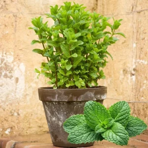 3 Spearmint Live Plants - Fast Growing Culinary Herb Mint for Indoor & Outdoor Gardening, Zones 3-11 - Image 3
