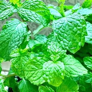 3 Spearmint Live Plants - Fast Growing Culinary Herb Mint for Indoor & Outdoor Gardening, Zones 3-11 - Image 6