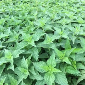 3 Stinging Nettle Live Plant Bare Roots - Herb for Planting, Full Sun - Image 2